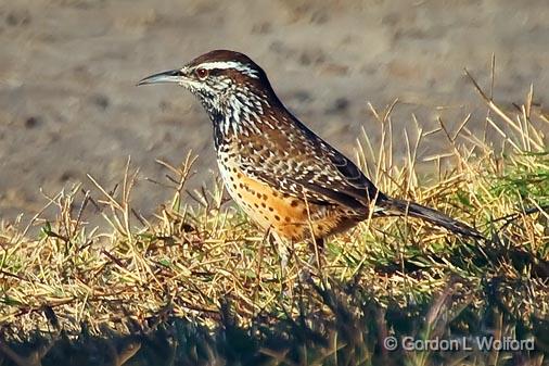 Cactus Wren_39272.jpg - Cactus Wren (Campylorhynchus brunneicapillus) photographed along the Gulf coast near Rockport, Texas, USA.